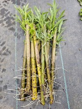 Common Osier Willow Cuttings