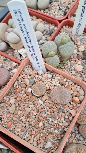 Lithops bromfieldii c041 - bromfieldii, ex