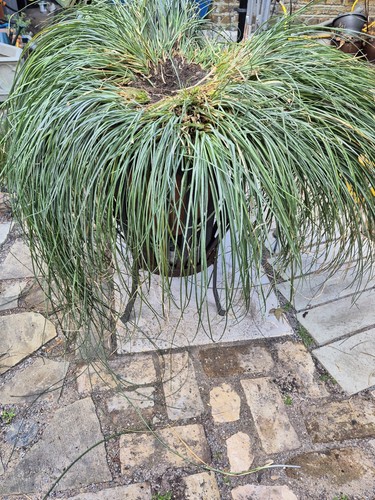 Large specimen hardy chilean - hardy,
