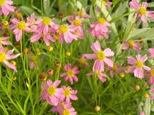 Coreopsis rosea 'American