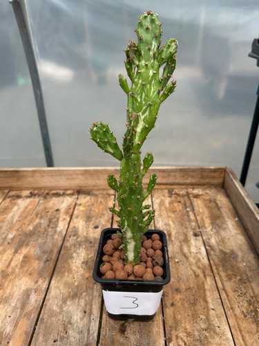 Opuntia monacantha variegata