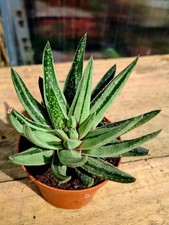 Gasteria aloe variegated - gasteria, x