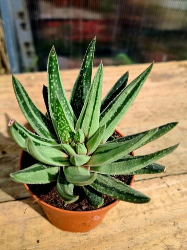 Gasteria aloe variegated - x,