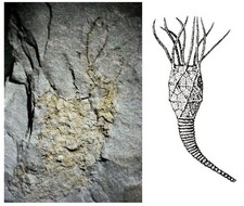 Rare British Ordovician FOSSIL