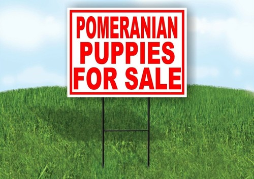 Pomeranian puppies for - for, sale