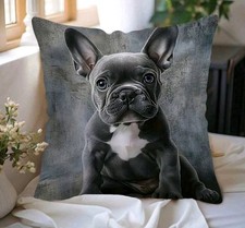1 X Beautiful French Bulldog