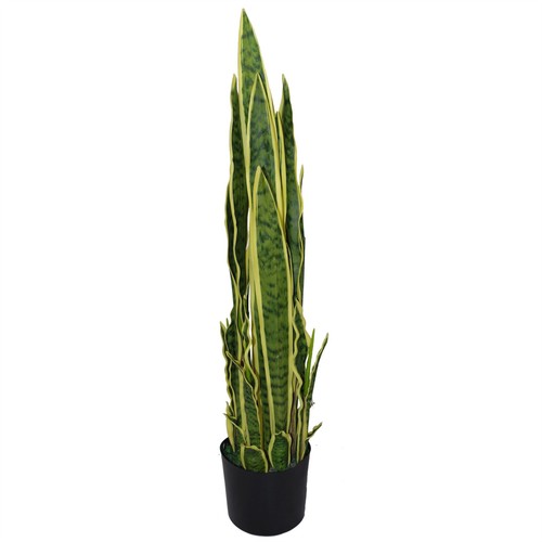 Sansevieria plant 90cm yellow - sansevieria,