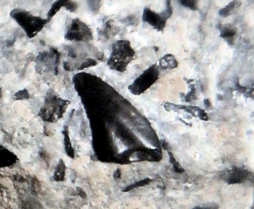 New find iconic tooth rare - find!,
