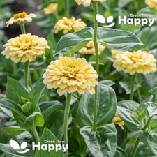 ZINNIA DAHLIAFLOWERED