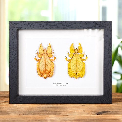 Gray leaf insect orange - gray's,