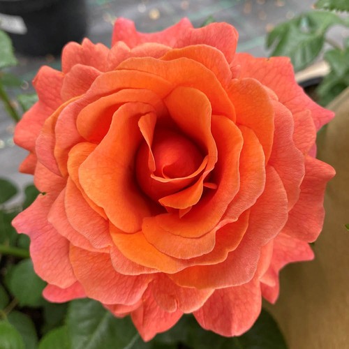 Rose happy birthday orange - 'happy, orange'