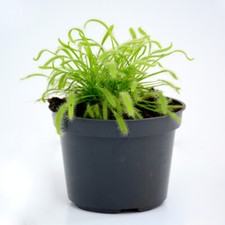 Fly Trap Indoor Carnivorous Tender House Plant Drosera Capensis 9cm Pot T&M