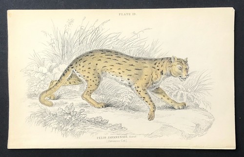 Cat felis javanensis - cat,
