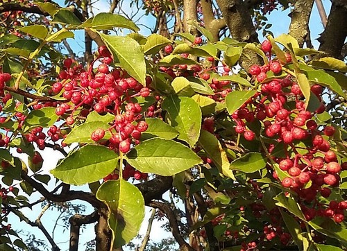 Zanthoxylum simulans chinese - simulans,,
