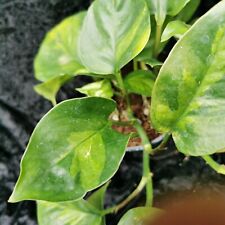 Epipremnum Global Green Pothos, 12cm pot 4 or more deep rooted stems trailing