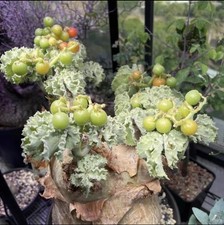 Cyphostemma uter var