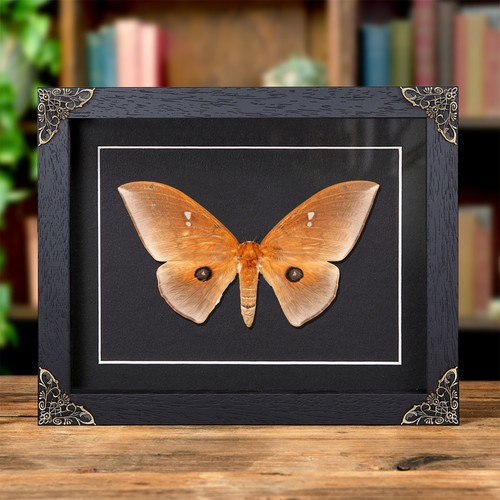 Giant silkmoth baroque - giant,
