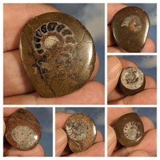 Gonioclymenia Goniatite Polished Fossils in matrix. Job lot of Six Items. Boxed.