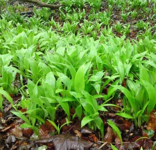 Wild garlic ramsons sow - garlic, hp,