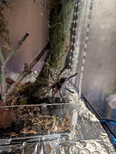 Jumping spider enclosure - spider,