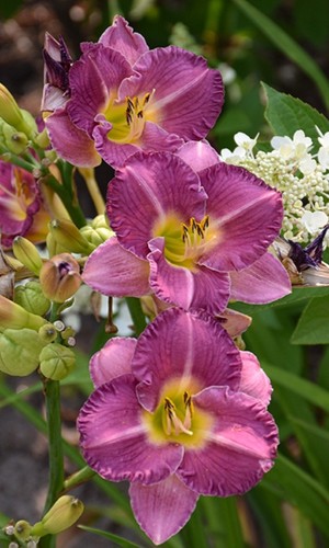 Daylily entrapment - daylily,