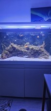 Red Sea Max 500 Complete Reef System