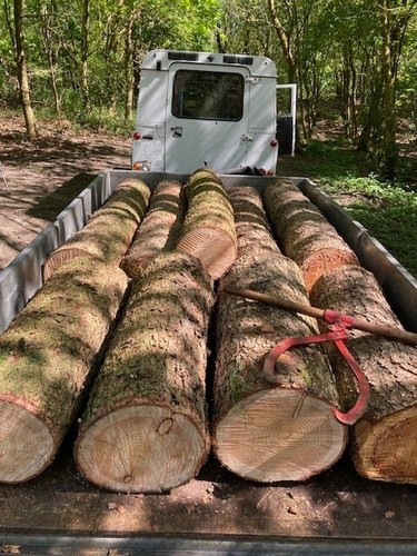 Saw logs larch for - for,