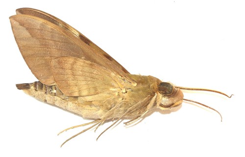Lepidoptera sphingidae - lepidoptera,,