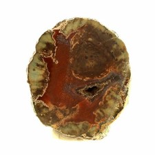 Lithophysis. 87.5 ct. Massif