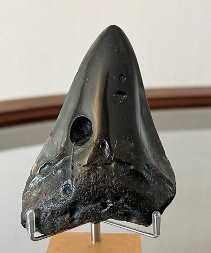 Tooth from carcharodon - tooth,