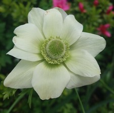 20x Anemone The Bride WHITE Spring Summer Flowering Bulbs Garden Perennial Corms