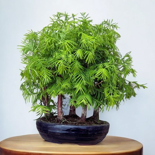 Dawn redwood - redwood, (metasequoia)