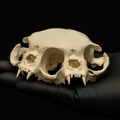 Two headed cat - cat, skull