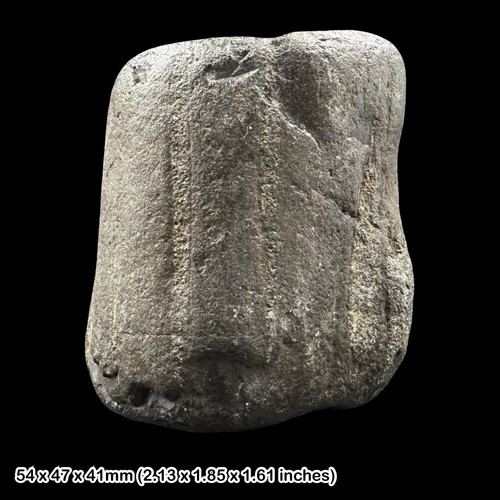 Petrified wood fossil - petrified,