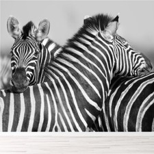 Zebra Embrace Wall Mural Wallpaper WS-42600