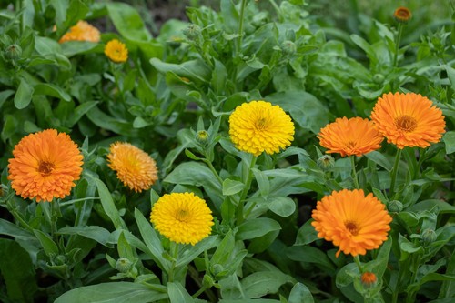 Calendula pacific beauty mix - calendula,