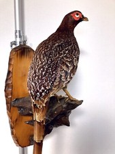 Stuffed animals real - stuffed, bird