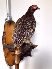 stuffed animals,Real Bird