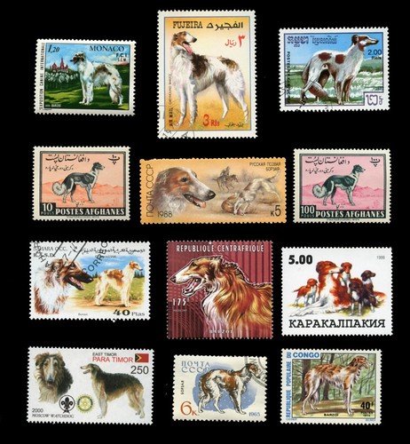 Borzoi russian wolfhound - borzoi,