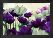 purple white tulips Framed