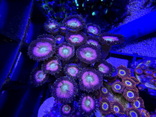 Pink Zipper Zoa Zoanthid Soft