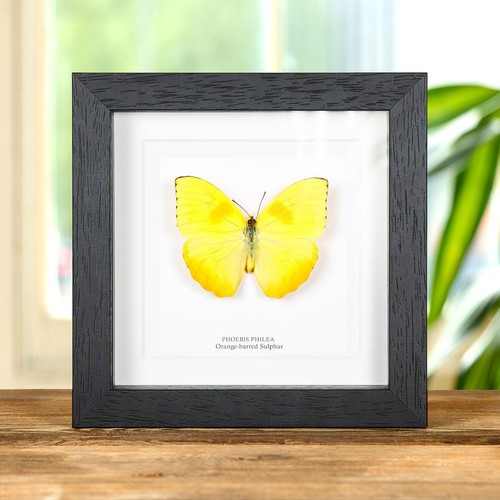 Orange barred sulphur - orange-barred,