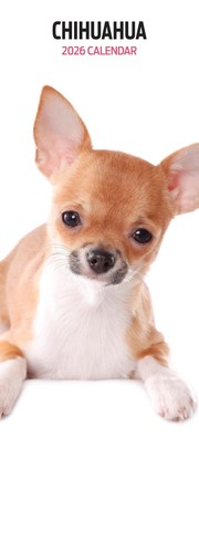Chihuahua 2026 slim calendar - chihuahua,