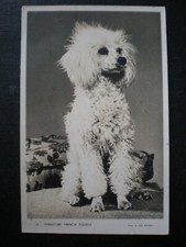 Miniature French Poodle RP Dog Postcard 