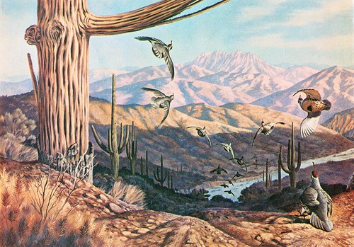 California quail - california,
