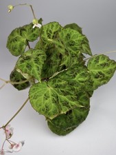 Begonia Sp. Padang Lawas RARE