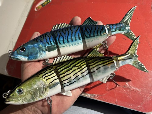 Canal bonito mackerel - canal, or