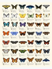 Butterflies of North America