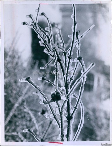 1964 tree branches - 1964, in
