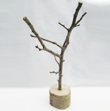 Rustic Tree Branch Jewellery